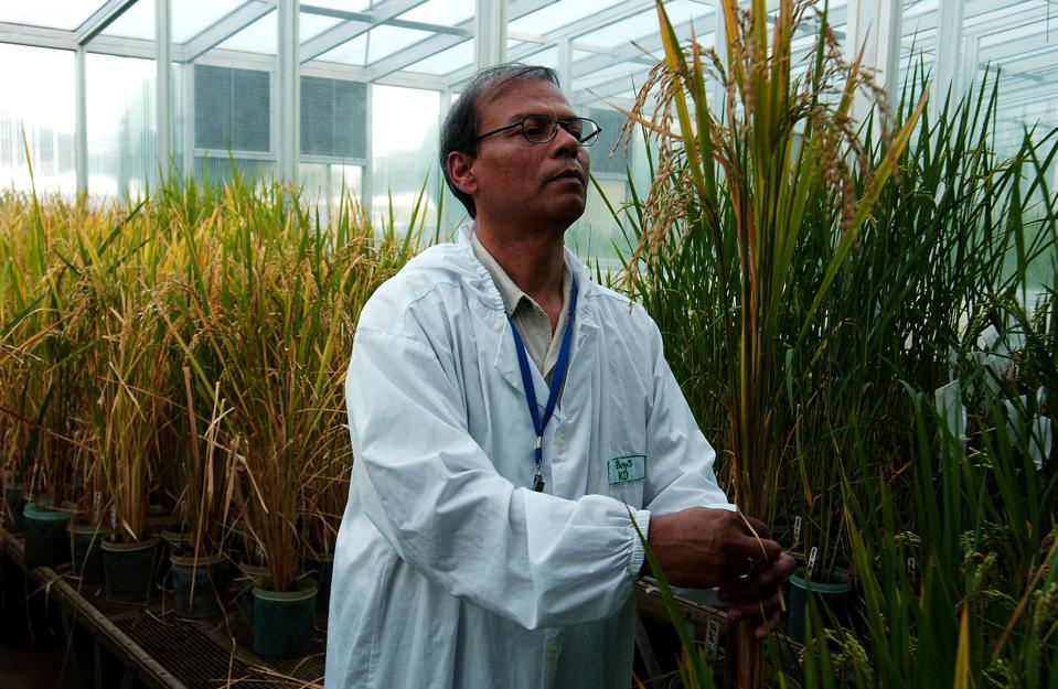 Arroz dourado geneticamente modificado produzido na IRRI nas Filipinas.