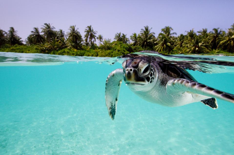 Green sea turtle (Chelonia mydas) and human