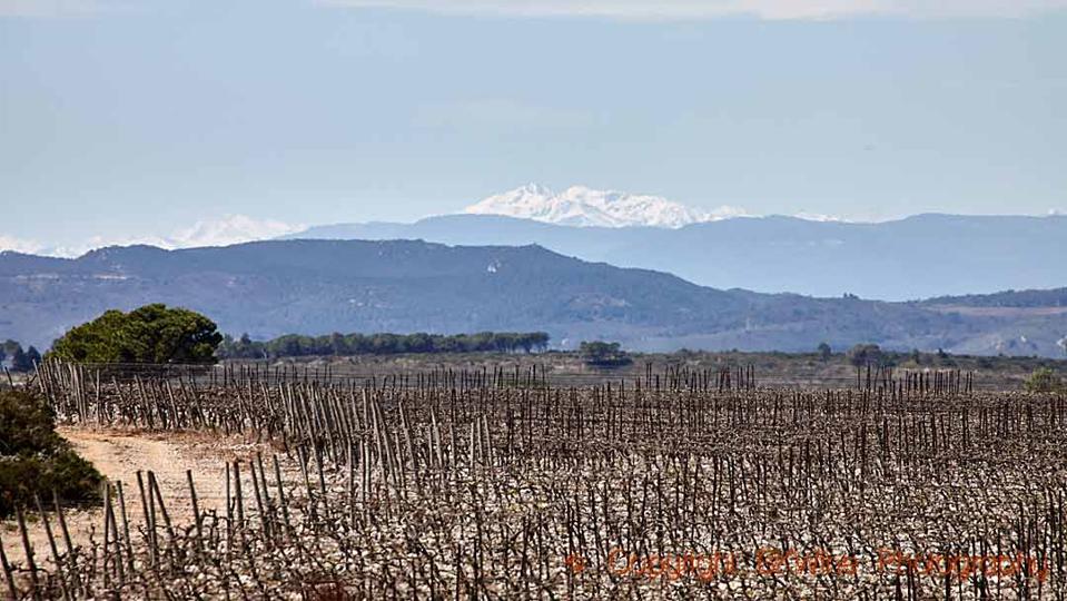 Vineyards in La Clape in Languedoc with a view over the Pyrenees Mountains
