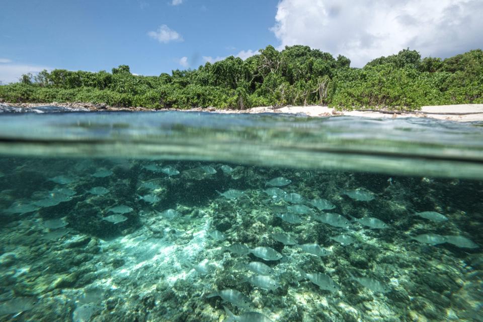 Seen here 21 Nov 2019, shows an underwater view underwater in Cousin Island, the nature reserve managed by Nature Seychelles. Indian Ocean islands like the Seychelles are also confronting the challenge of climate change.