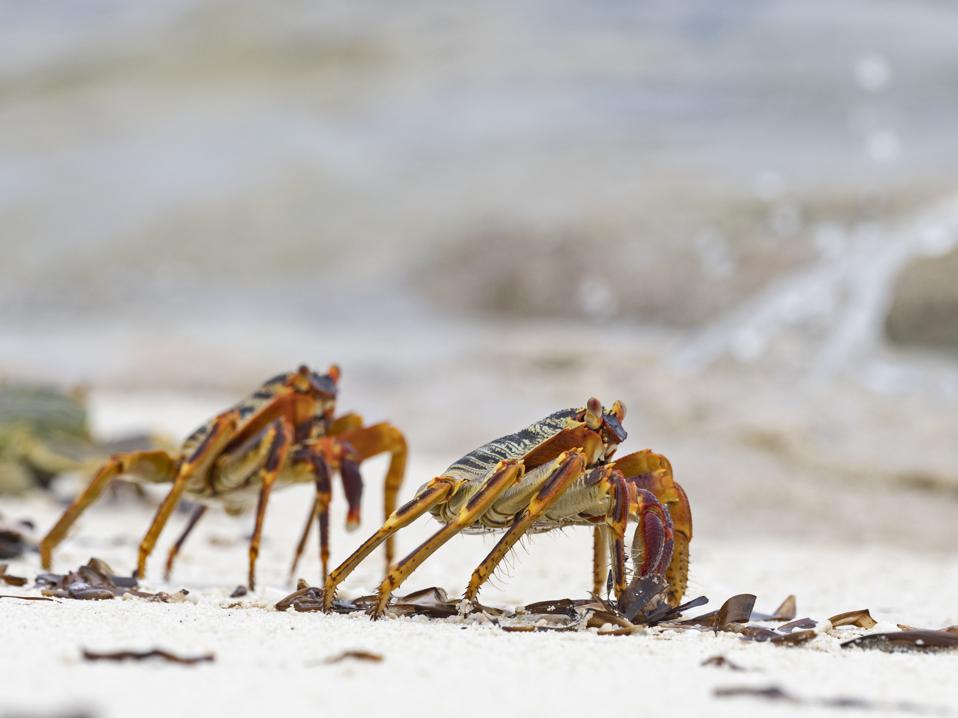 Unique beach life of the Seychelles being impacted by climate change. Seen here: Natal Lightfoot Crab, Grapsus tenuicrustatus, wizard Island, Cosmoledo Atoll, Seychelles.