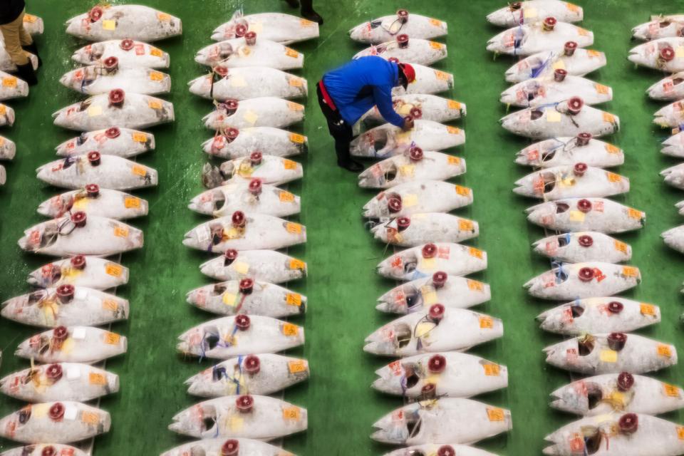Japan, Honshu, Tokyo, Toyosu Fish Market, View of The Early Morning Bluefin Tuna Auction