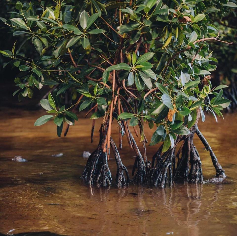 There are fears for the long term consequences of the internationally protected mangrove forests as the toxic oil seeps up the roots of the trees