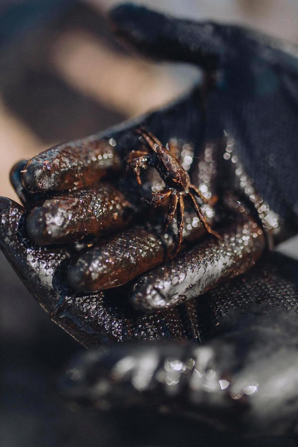 Mauritius' most fragile creatures, such as several rare species of crab, were directly drenched by the oil spill