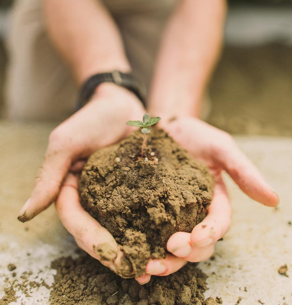 Raw Garden has a bank of over 25 million seeds.