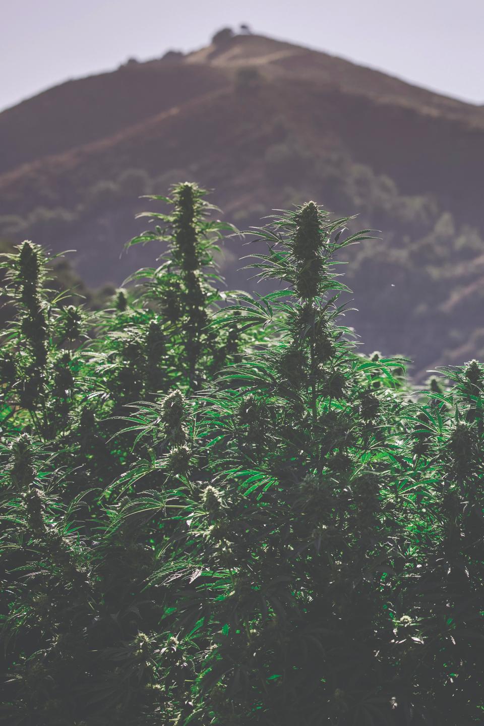 Cannabis flowers grow high under the California sun in Santa Barbara at the Raw Garden headquarters.