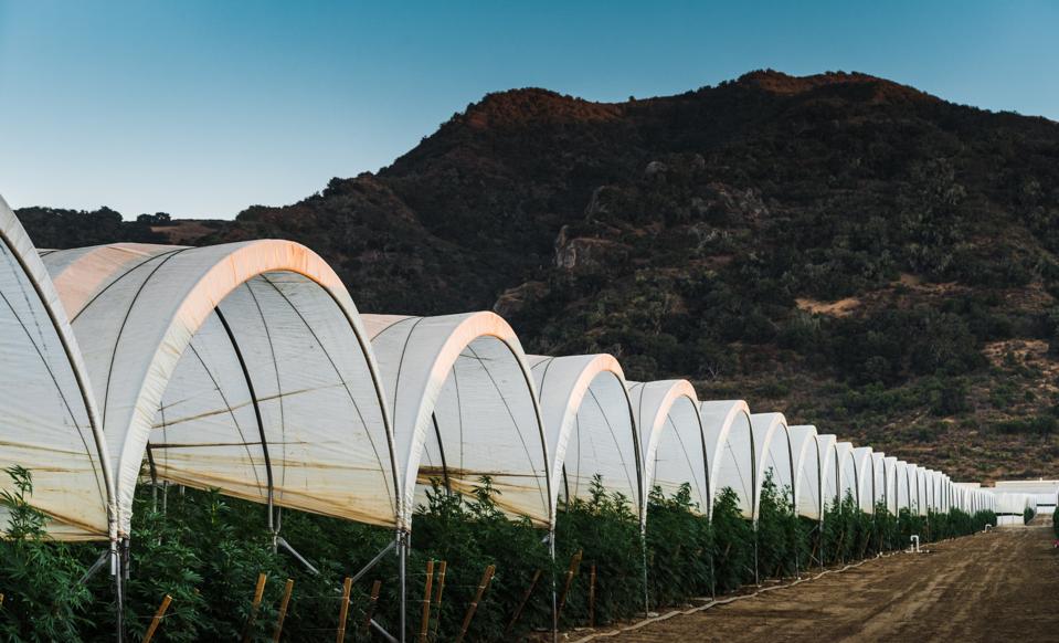 The grow at Raw Garden, a California cultivator that has brought over 2,000 unique strains to market in its concentrates line.