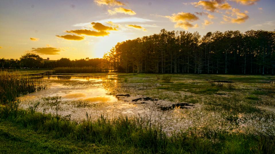 Louisiana swamp sunset and silhouettes