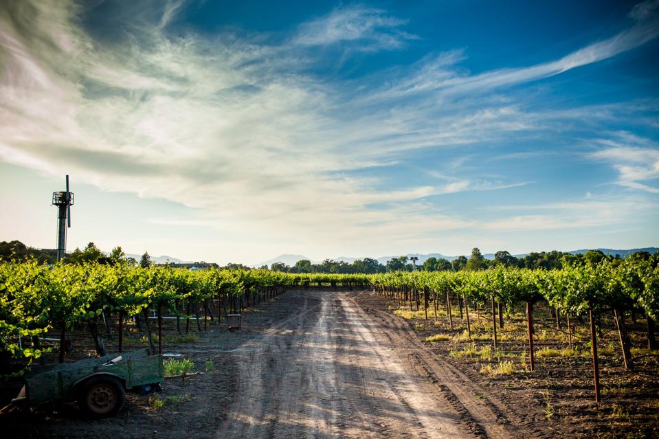 The Hoopes Vineyard, Napa Valley, California