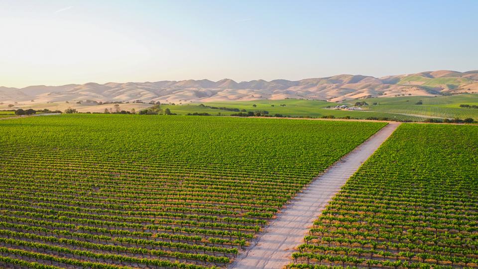 Layer Cake, Cabernet Sauvignon Vineyard in Southern Monterey County