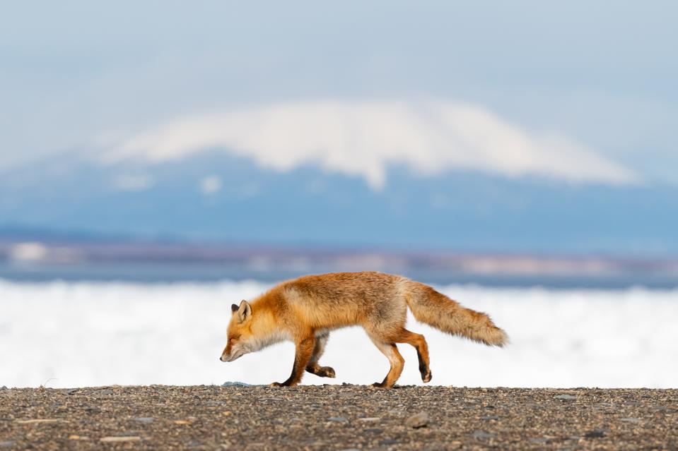 Hokkaido Red fox 6 travel destinations to add to your list 2021