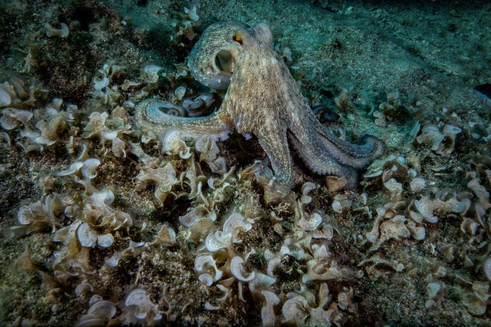 ″Karaburun″, the new favorite diving spot for divers in Turkey