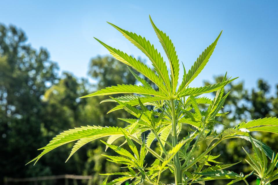 A hemp plant signals the rise of a major industry.