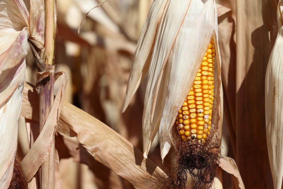 Corn Cob Ready For Harvest
