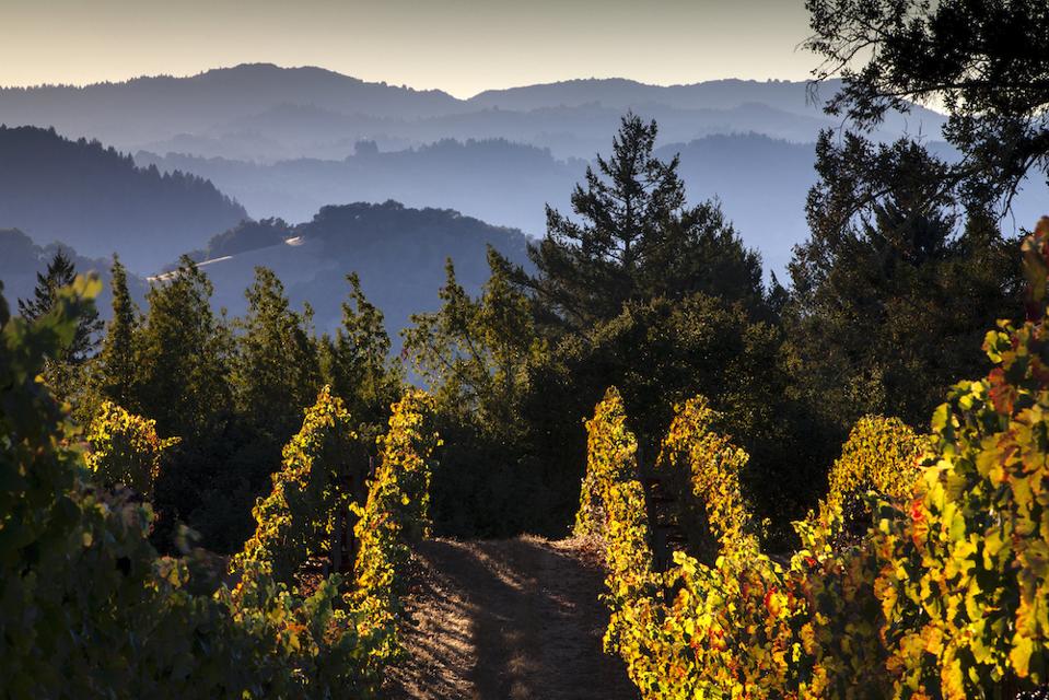 Ferrari-Carano Vineyards