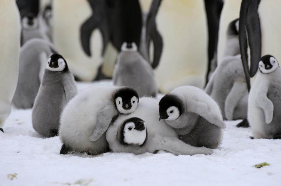 Antarctica, Weddell Sea, Snow Hill Island, Emperor Penguin...