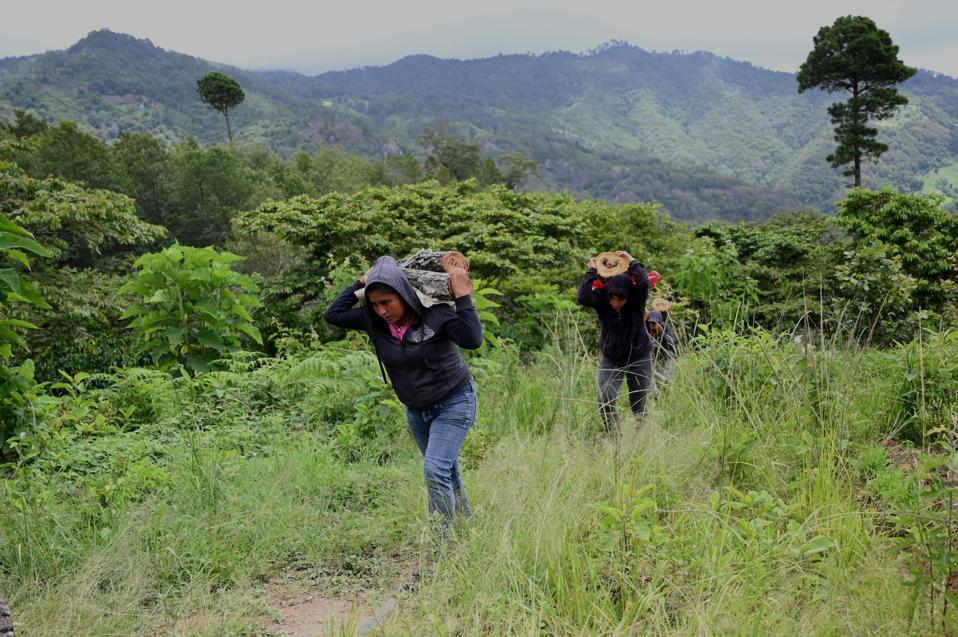 GUATEMALA-MIGRATION-COFFEE-CRISIS