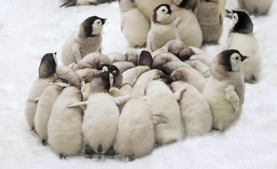 emperor penguin chicks gathering in a circle