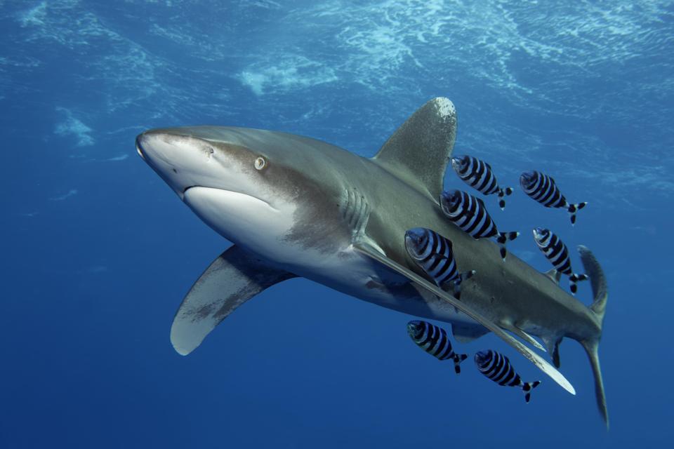 Oceanic whitetip shark (Carcharhinus longimanus) with Pilot Fish (Naucrates ductor) swims under sea surface in the open sea, Red Sea, Egypt