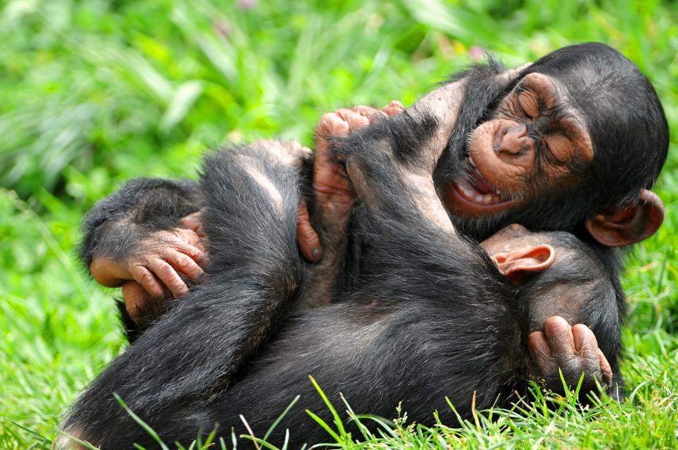 Chimpanzees
