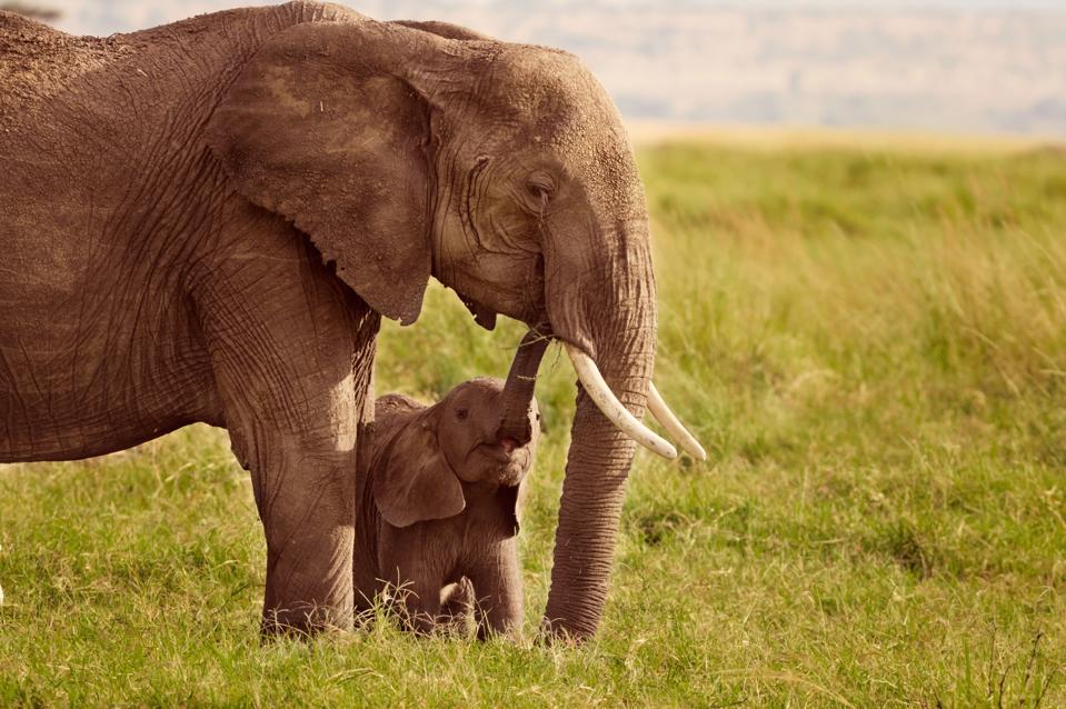 Elephant with baby, Masai Mara, Kenya