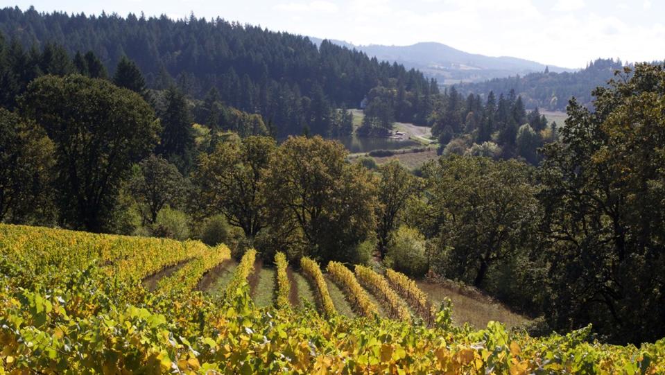 The Beaux Frères Vineyard in Oregon's Willamette Valley