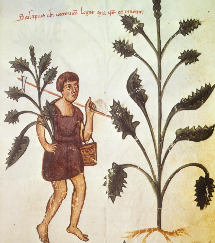 Plants, an illustration of a treatise by Hippocrates