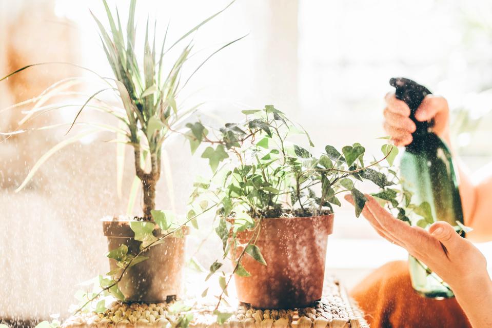 Woman watering plants