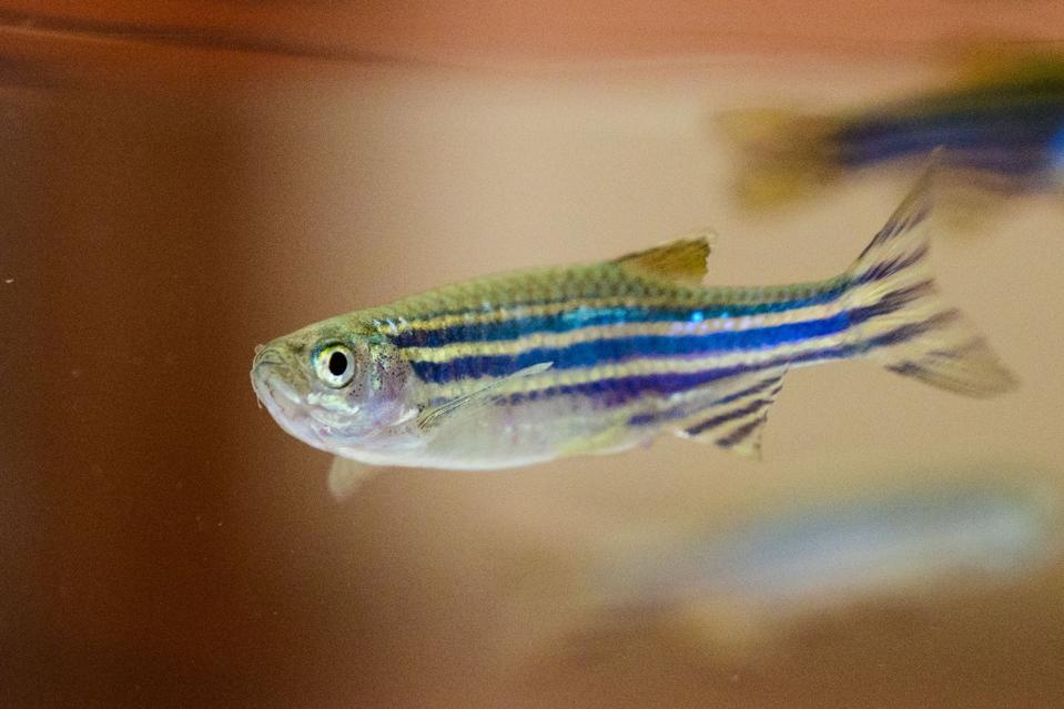 A zebrafish