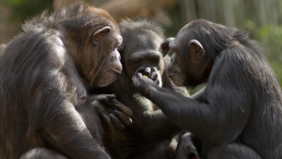 Three chimpanzees appear to have a meeting.