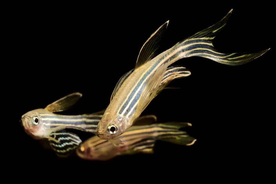 Zebrafish (Danio rerio)