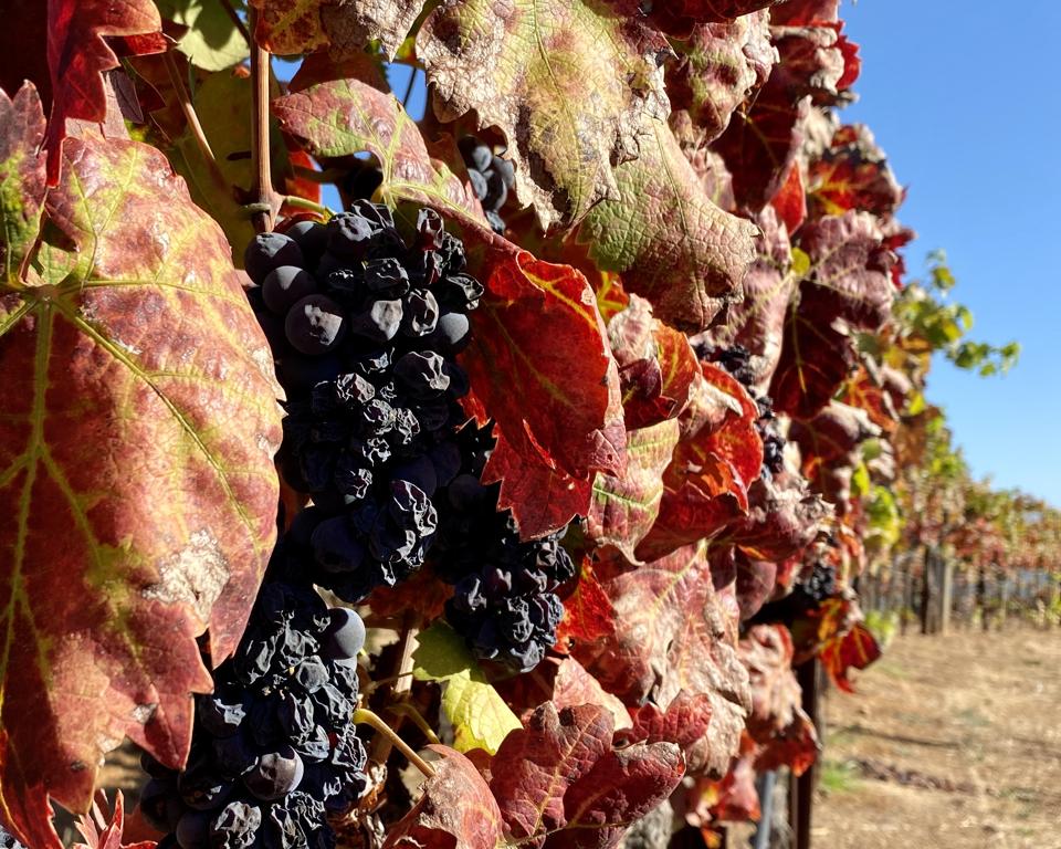 Fall colors on the winery vines.