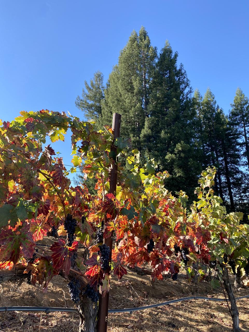 Redwoods in the vineyards.