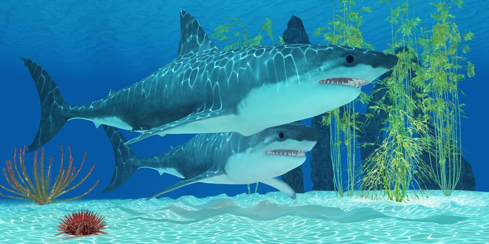 Megalodon Shark Gave Live Birth To Large Newborns That Ate Their