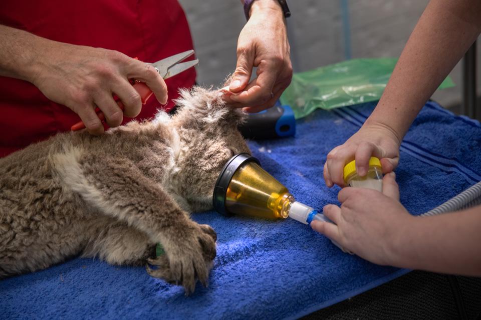 Koala rescued from an Australian wildfire
