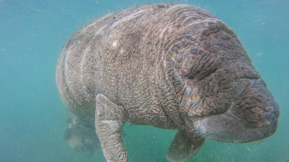 Tourists Swim With Manatees In Crystal River, Florida