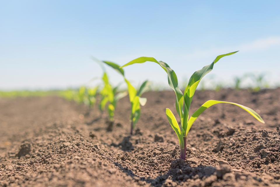Young green corn growing in the field.