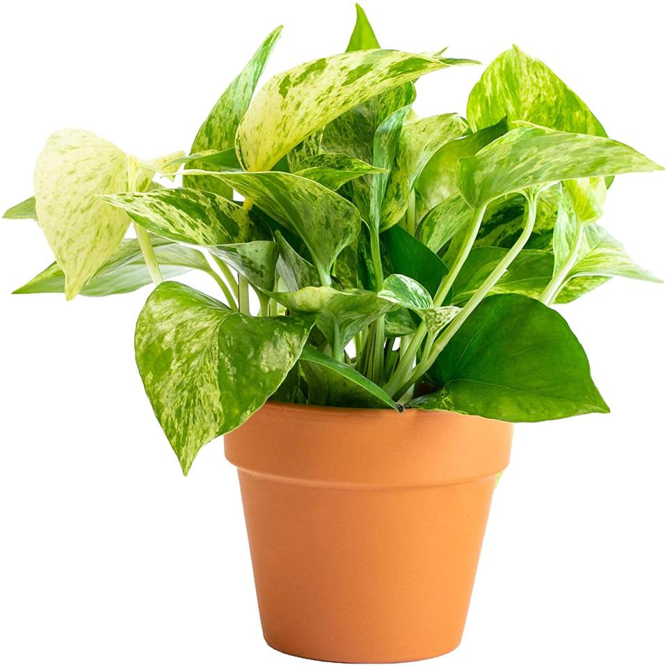 images Top Ten House Plants Uk the 12 best indoor plants top picks