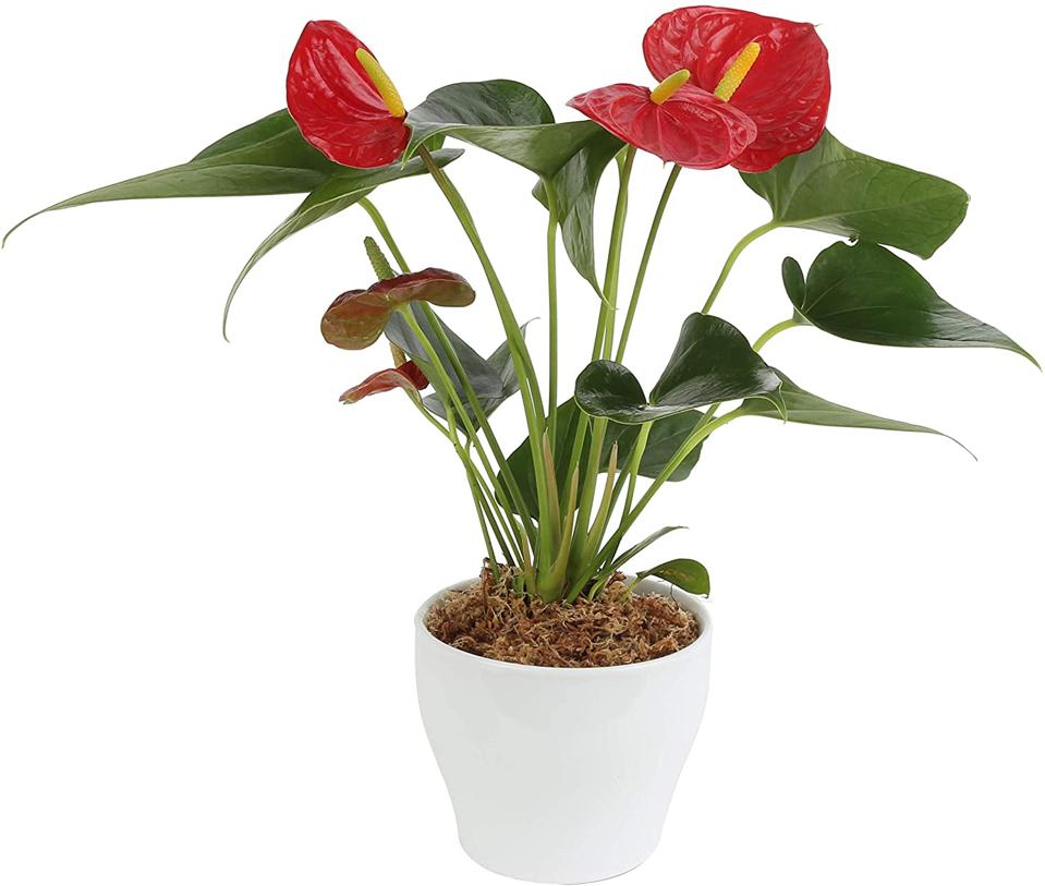 Indoor red plant that grows straight up