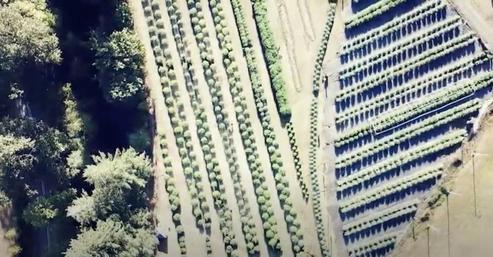 Une vue aérienne de Winberry Farms dans l'Oregon.