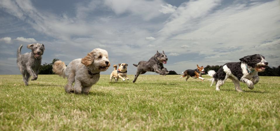 Dogs chasing each other in a park, left to right: Irish Wolfhound, Petit Basset Griffon Vendeen, Swedish Vallhund, Irish Wolfhound, Beagle, Spinone Italiano