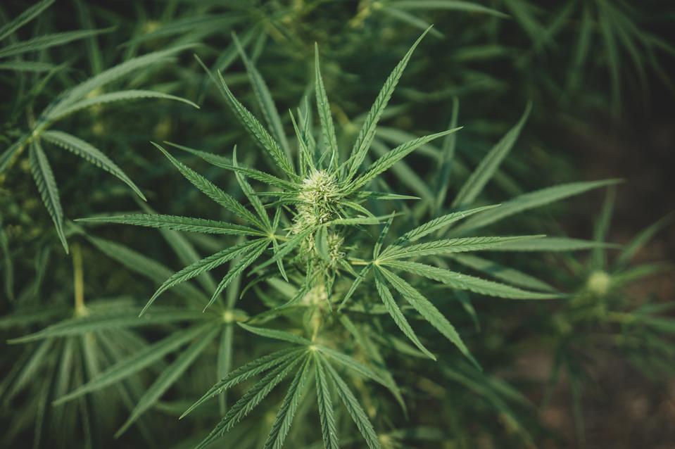 Cannabis à Oregon