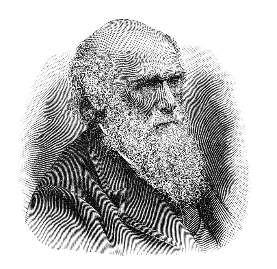 Charles Darwin portrait illustration