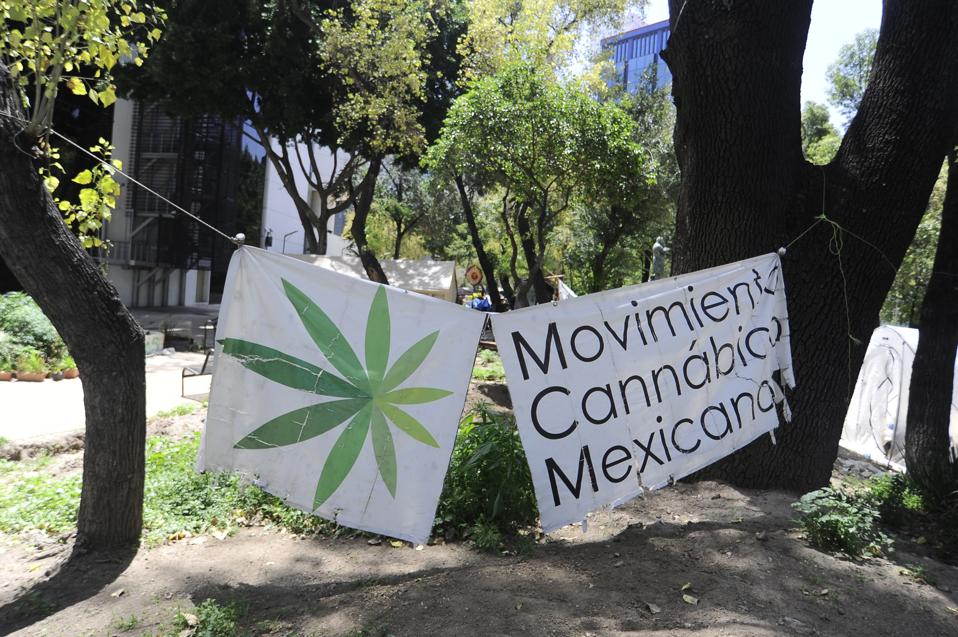 A marijuana activist camp outside Mexico's Senate building.