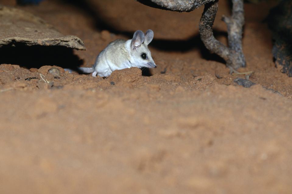 Experience Nature’s Rebirth Firsthand On Australia’s Incredible ...