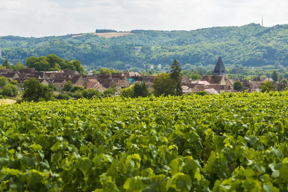 vineyards and village in France