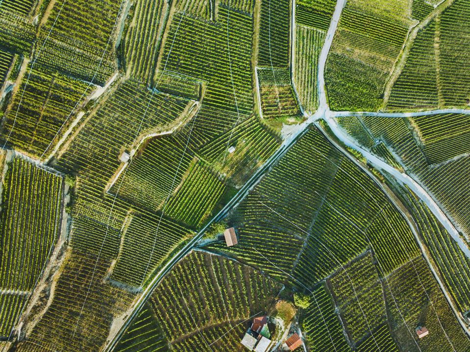 beautiful aerial landscape of wine yards