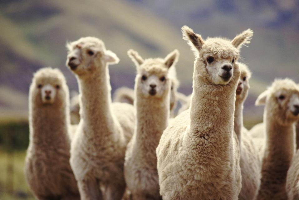 A herd of Alpaca in Peru, staring at the camera.