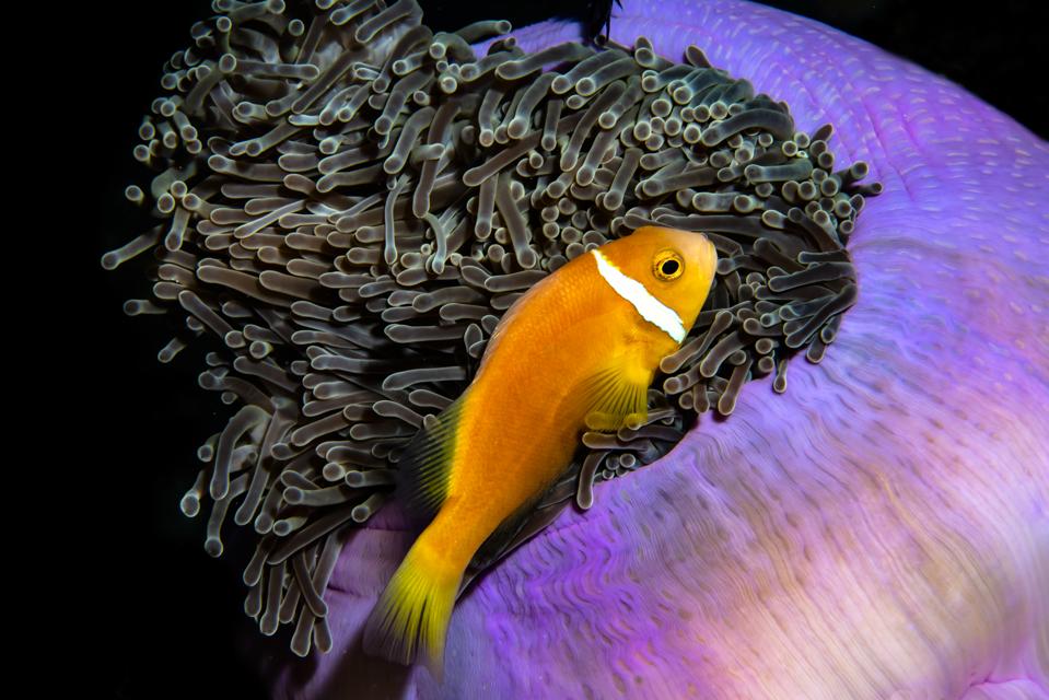 Extraordinary Sea Animals Photos Winners Of Ocean Photography Awards