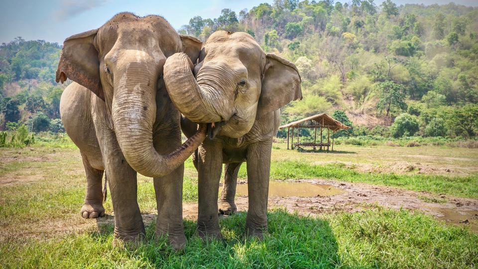 Friendly and affectionate animal behavior as two adult female Asian elephants (elephas maximus) touch each other with their trunks and faces. Rural northern Thailand.